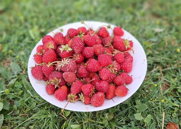 Constantine And Helena константин и елена Villa